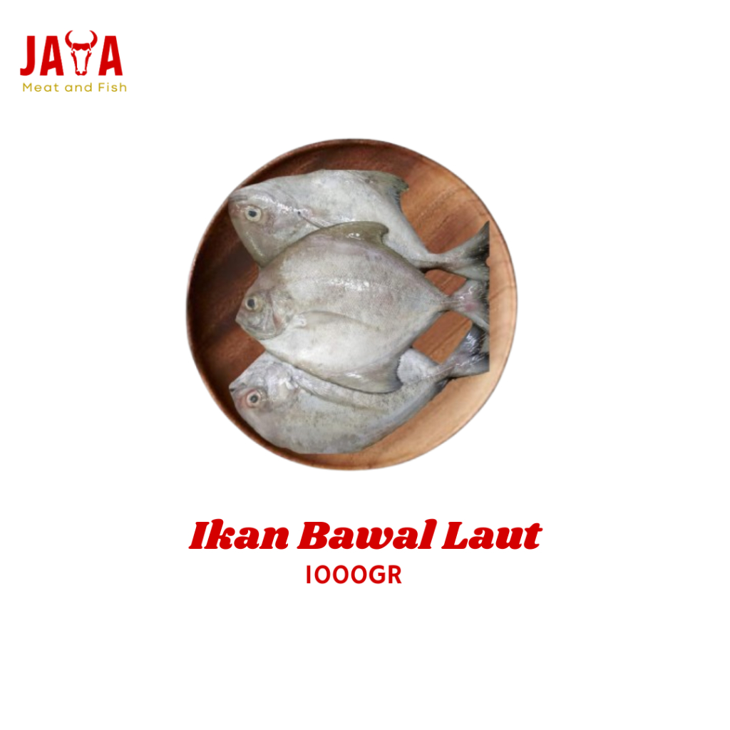 

Ikan Bawal Laut 1kg | Bawal Laut Segar Cimahi 1kg