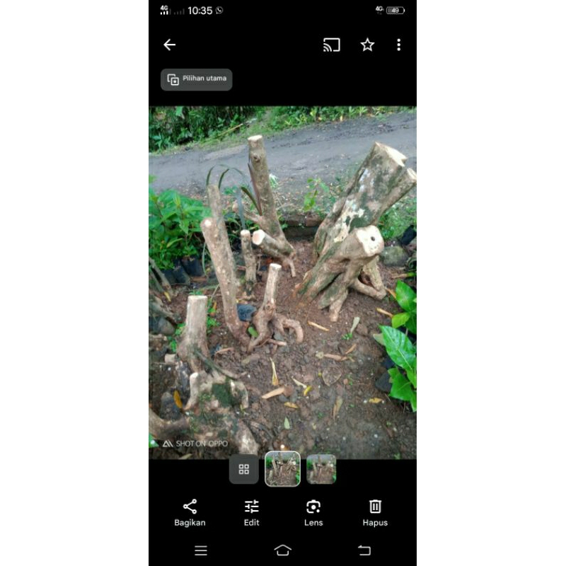 bahan bonsai wahong