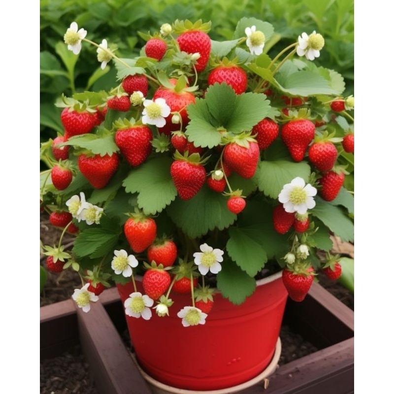 BENIH BIJI STRAWBERRY F1 ISI 200