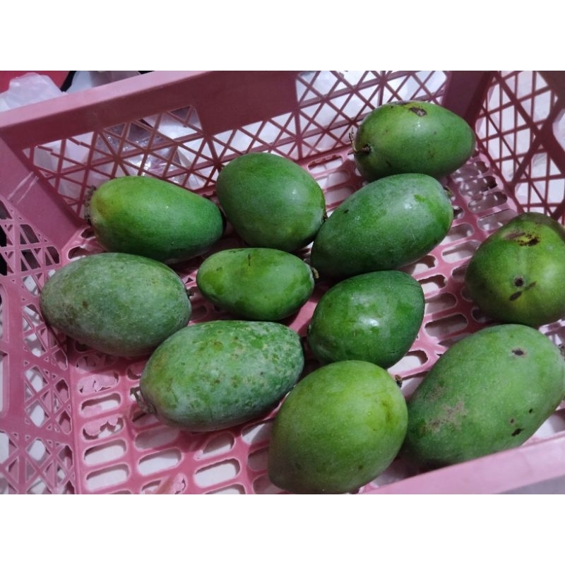 

MANGGA KLONAL (OREN DI DALAM)