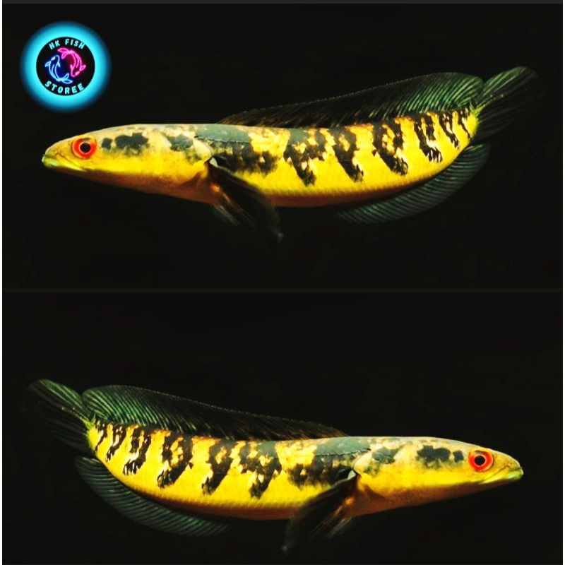 Maru Yellow Sentarum / Ys Bunga ( UK 17-30 cm )