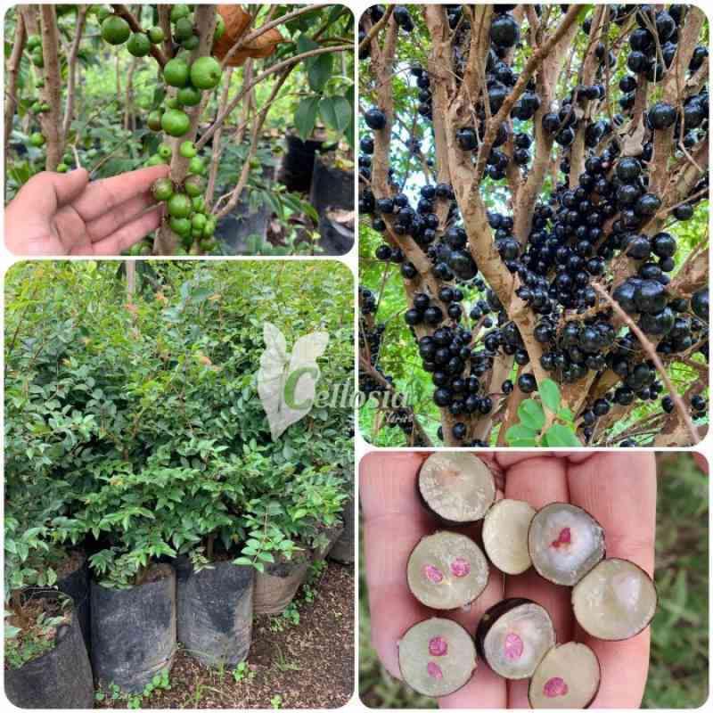 Bibit Anggur Pohon Brazil Sabara Cepat Berbuah Berbunga Super Unggul