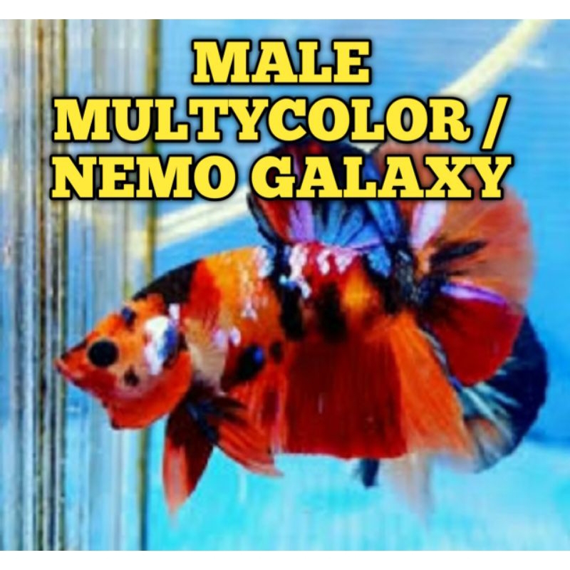 ready cupang multicolor koi galaxy sepasang siap bredd betina full telur