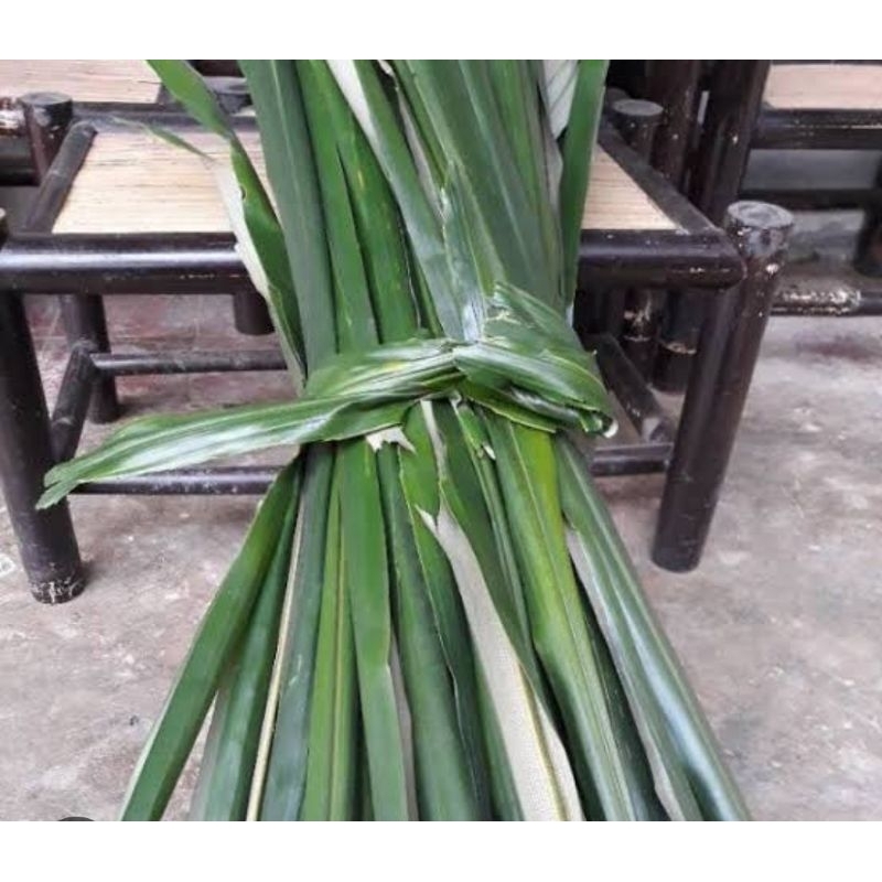 

Daun aren tua segar hijau isi 100 pcs