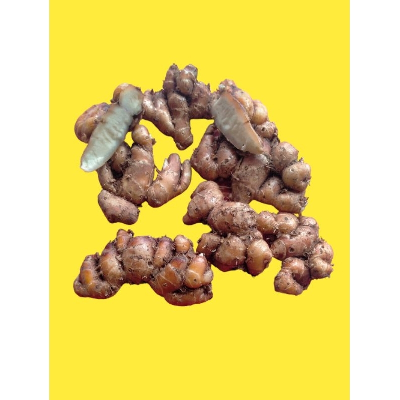 

Kencur murah 1kg buat seblak bumbu dapur