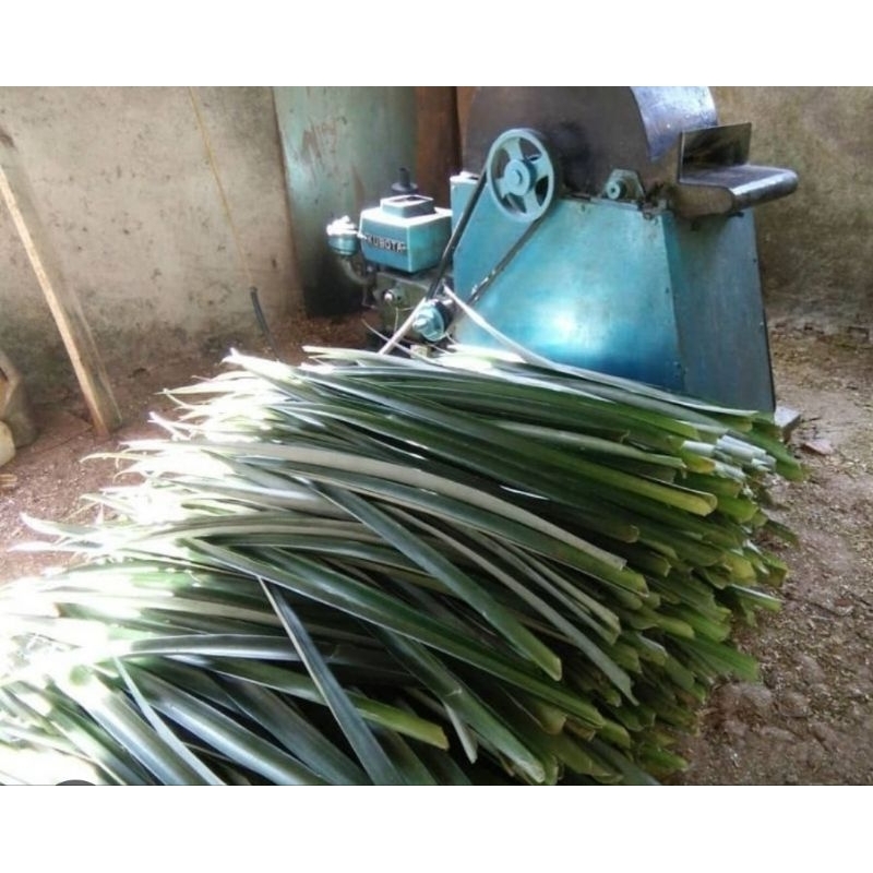 

Daun nanas asli organik isi 25 lembar redy stok