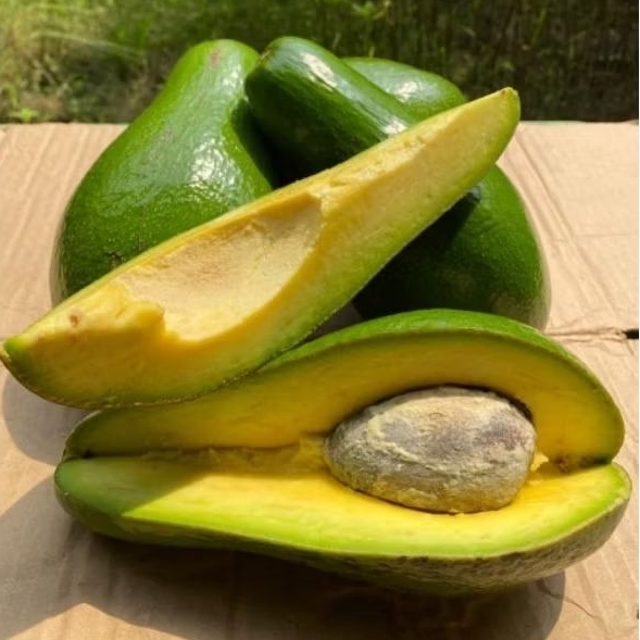 

Alpukat Mentega Pluwang Premium 1 PCS (600-800gr)