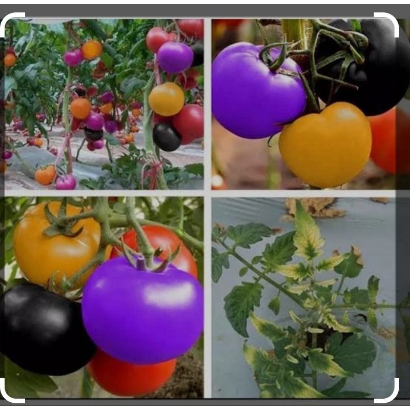 tomat pelangi (5biji)