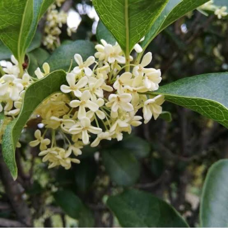 Bibit Tanaman Hias Sweet Osmanthus