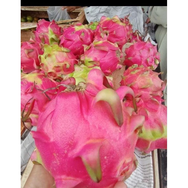 

Buah naga 1 kg isi 2-3