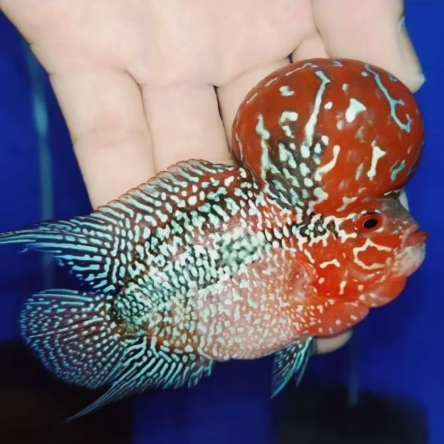 Hiasan Aquarium Srd 3cmLouhan Berkualitas Merah Calon Jenong Louhan