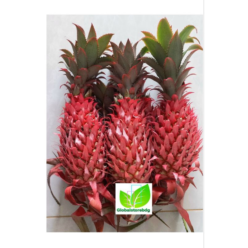 

Nanas merah nanas muda fresh 500 gram