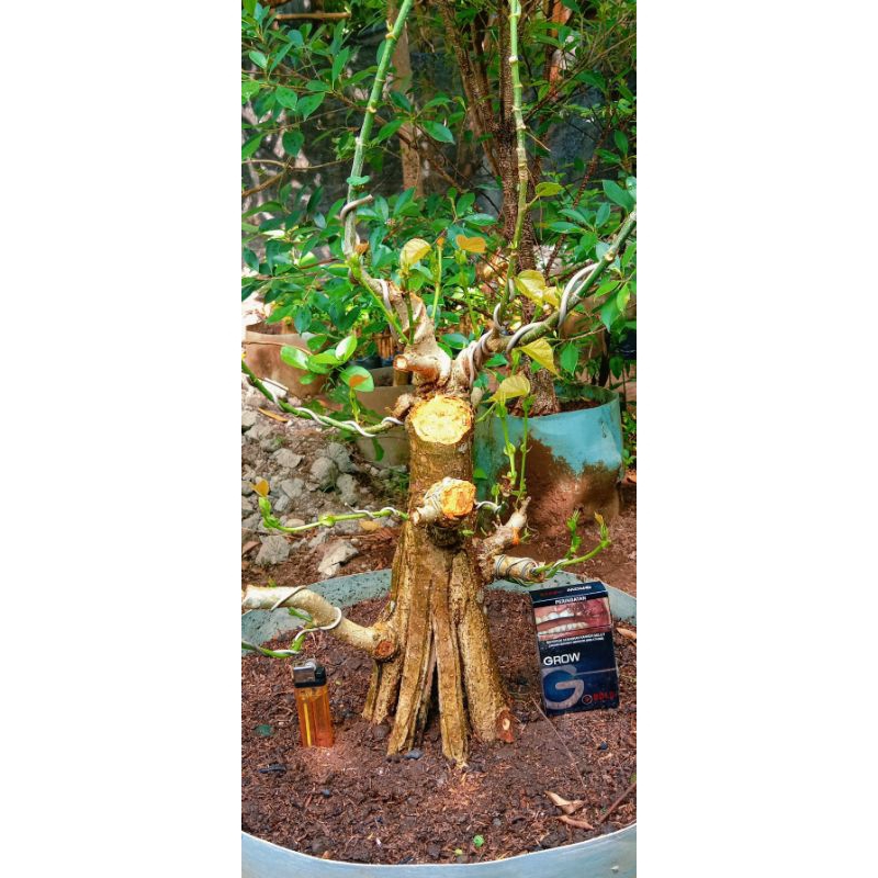 waru India gede prospek 360.000 program akar mantap