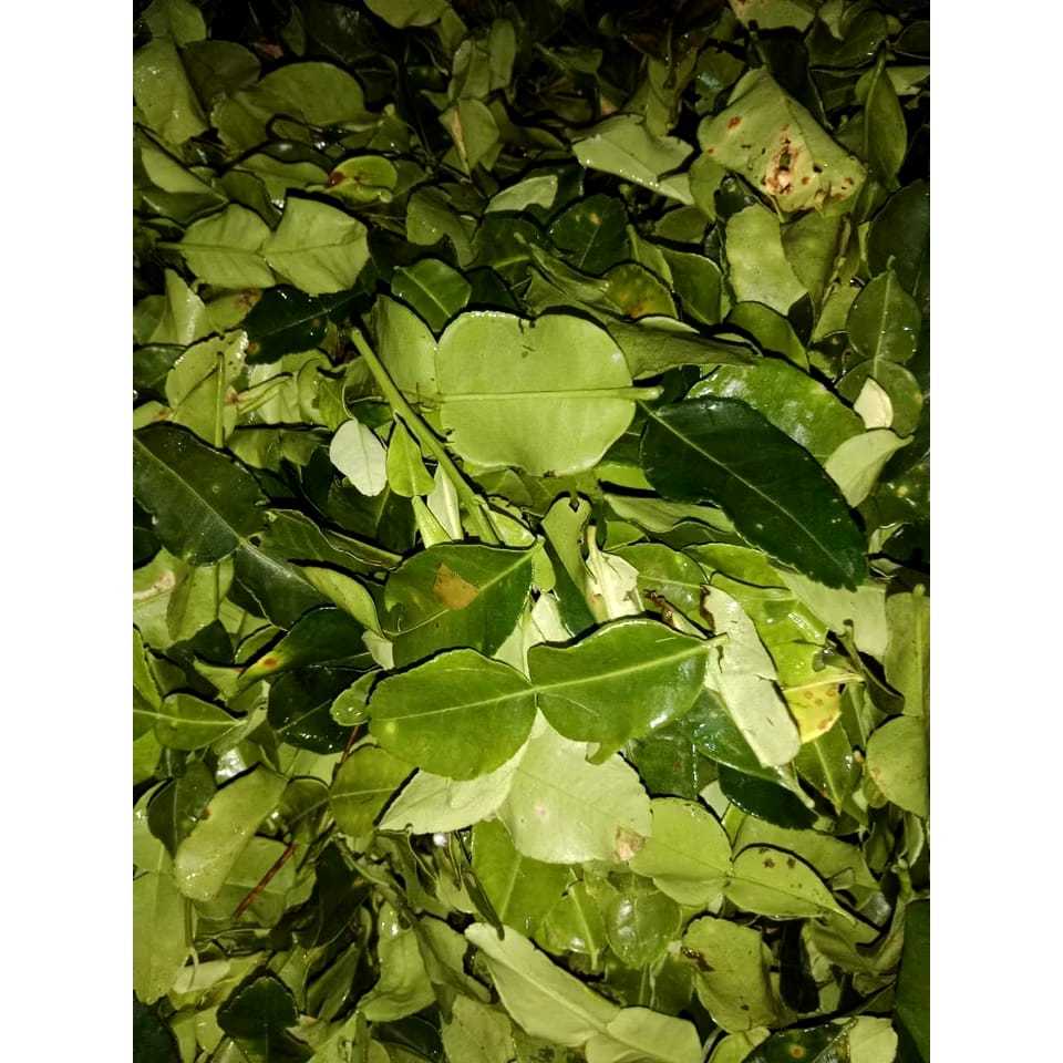 

DAUN JERUK SEGAR FRESH 1 KG