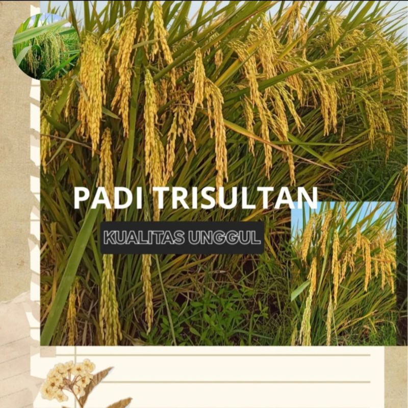 BENIH BIBIT PADI TRISULTAN KUALITAS UNGGUL 5KG