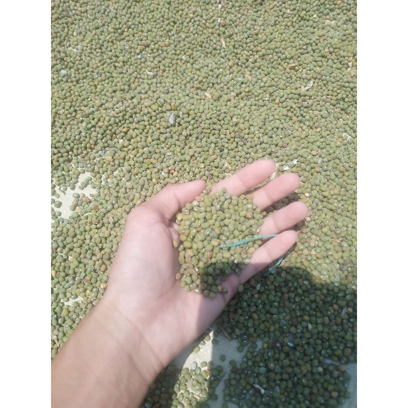 

kacang hijau 1kg