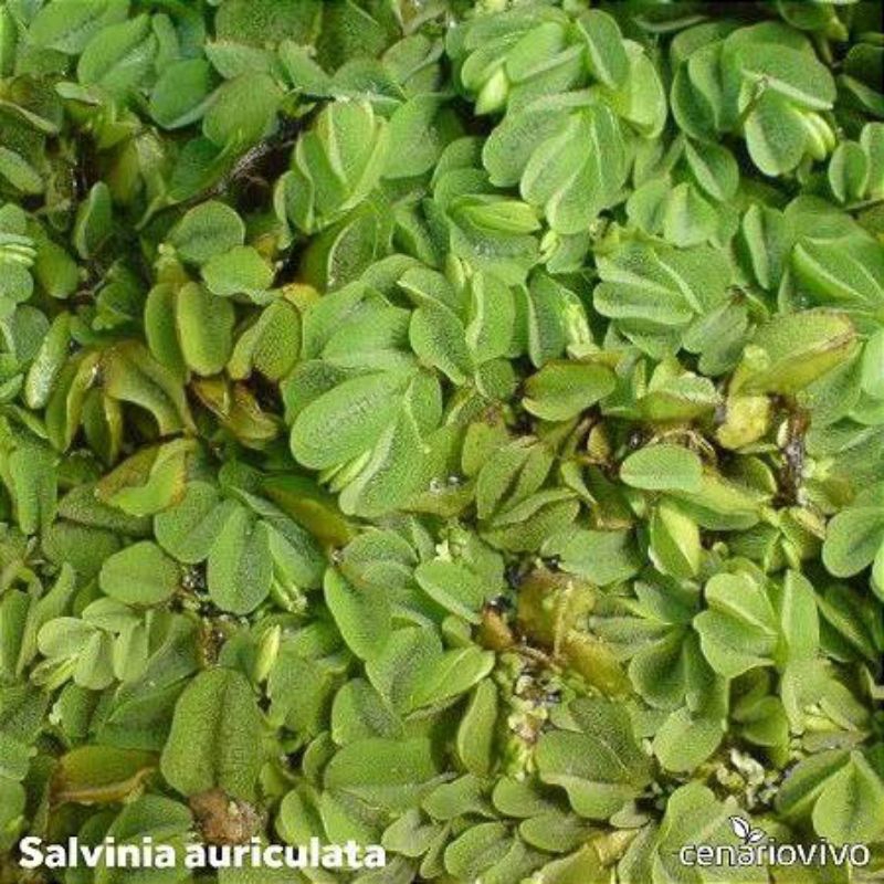 BISA COD Tanaman Aquascape/Salvinia Molesta/Apung/Tanaman Air Apung