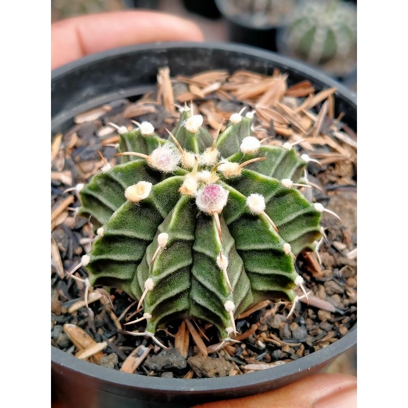 kaktus gymno LB hybrid
