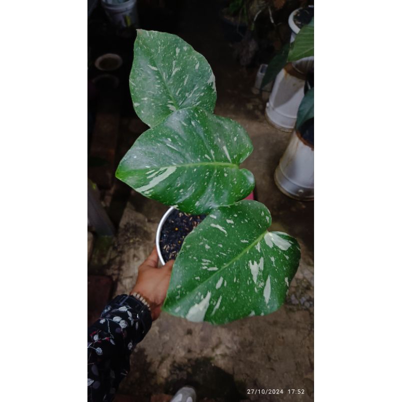 Monstera Thai Collection
