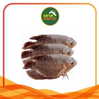 

Ikan Gurame / Guramih Segar per 500 gr