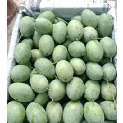 

buah mangga manalagi simanalagi dari pohon mangga mangkel 1 kg hasil bumi jepara