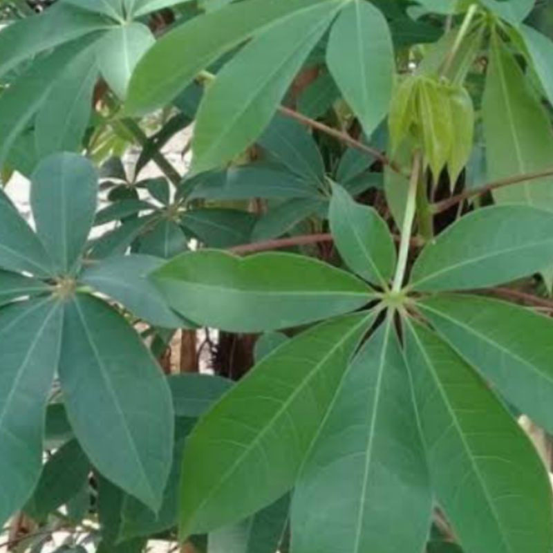 

Daun Randu Segar 100 gram