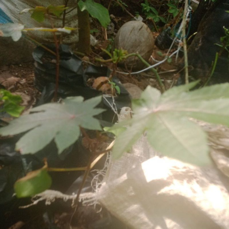 bibit tanaman jarak merah jarak kepyar