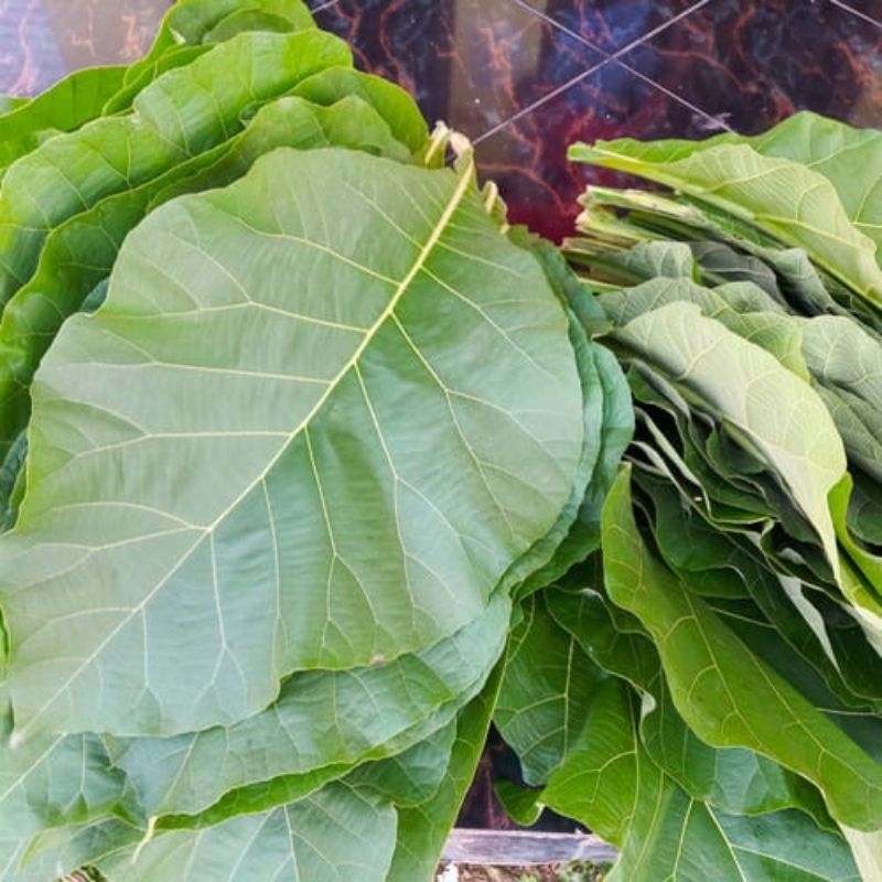 

Daun Jati Segar 500 gram dipetik langsung dari pohon