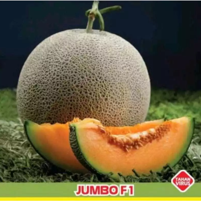 REPACK BENIH MELON JUMBO F1