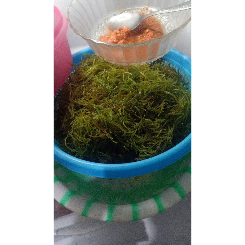 

Rumput laut segar/rumput laut baso 1 kg rumput laut fress