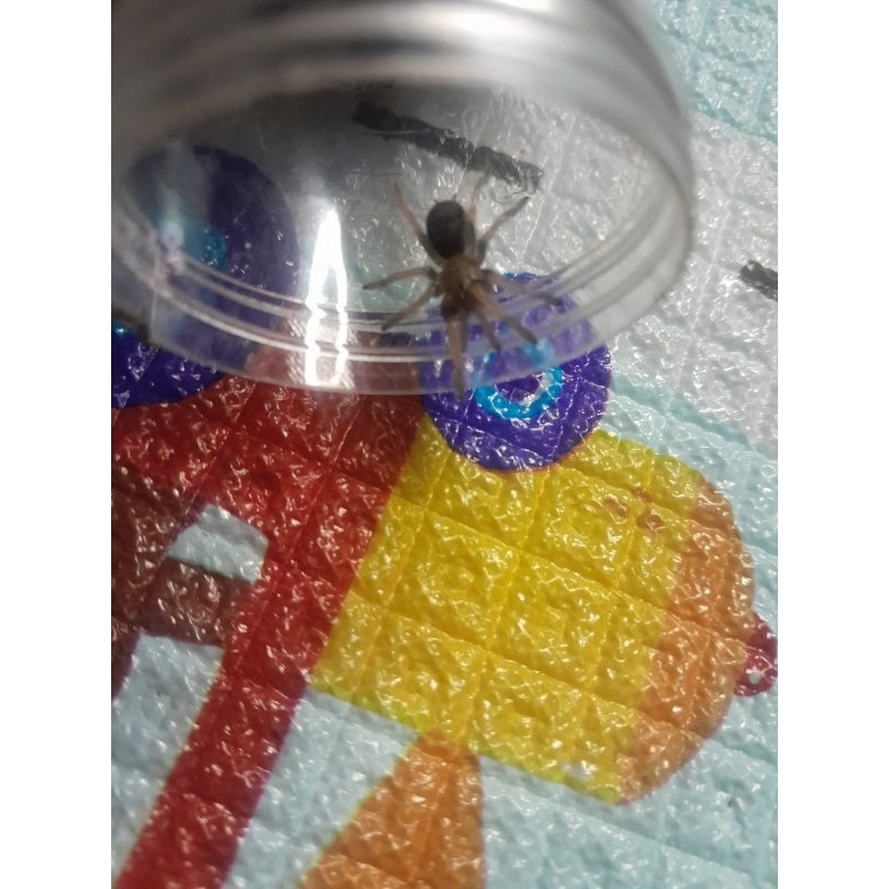 DISPALAY TARANTULA BRACHYPELMA BOEHMEI SLING UP BISA BERJALAN