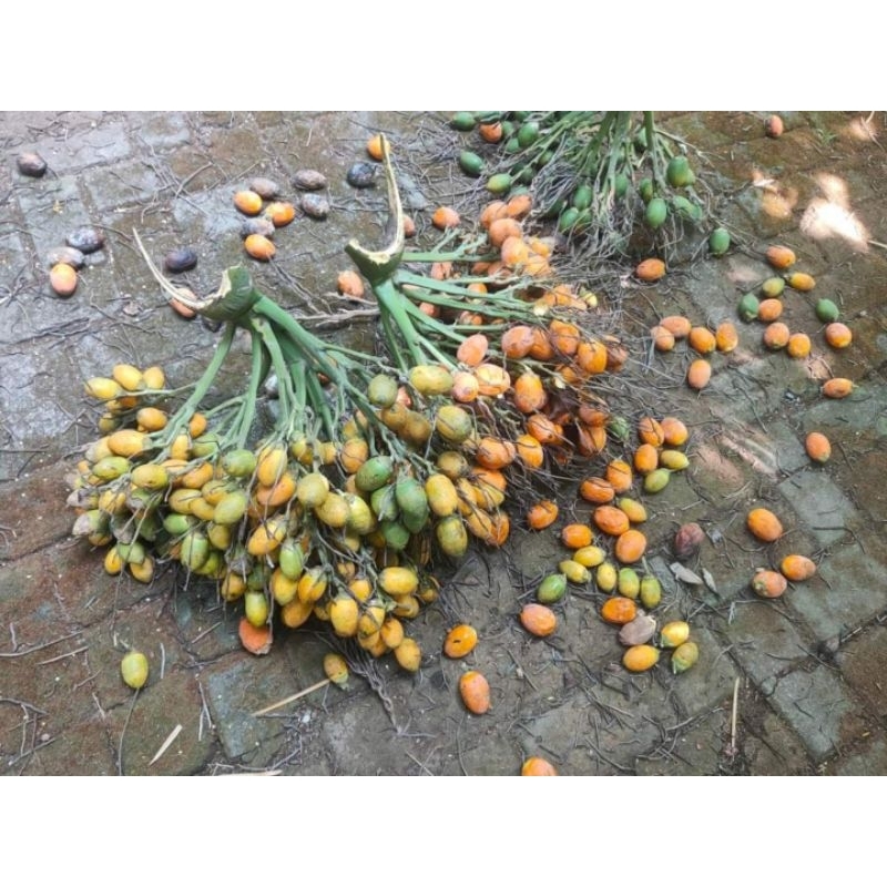 

Buah Pinang Tua 1 kg