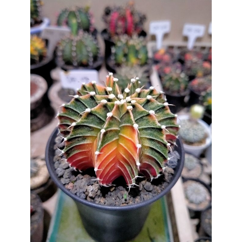 kaktus gymno Lb hybrid variegata prospek