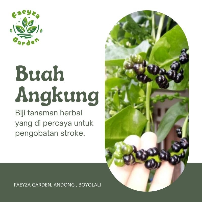 [FAEYZA GARDEN] Buah Angkung/Obat Herbal/Obat Alami/ Angkung Obat Stroke