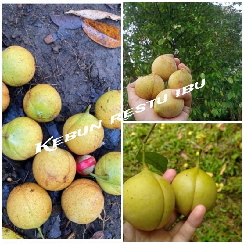 

Ready stok buah pala muda utuh 1kg murah