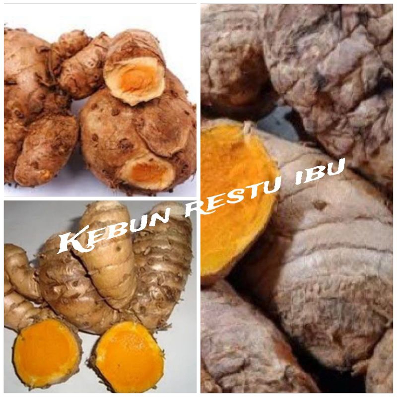 

Temulawak segar fres 1kg organik