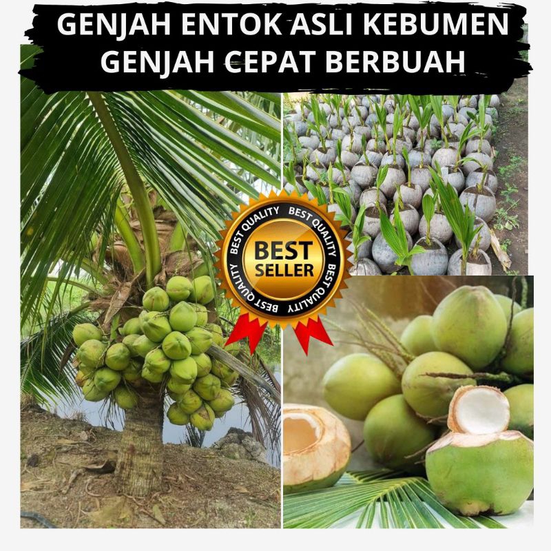 

Kelapa Gading Genjah, Kelapa Hijau