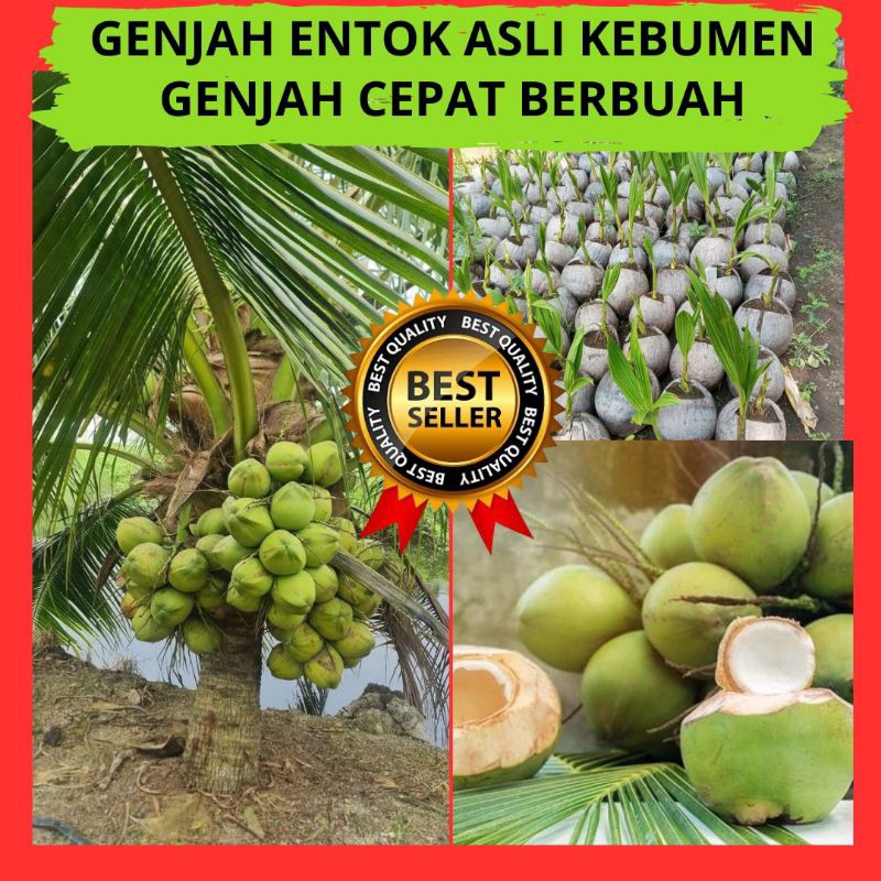 Bibit Kelapa Hijau Hibrida Jumbo, Bibit Kelapa Hijau Wulung, Bibit Kelapa Hijau Genjah isi 5 bibit