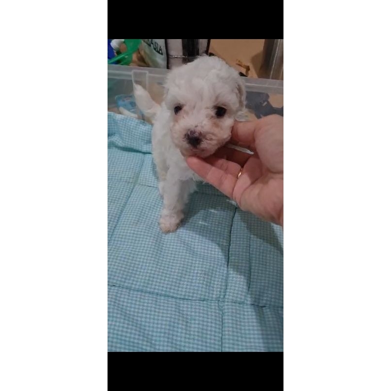 bichon betina termasuk ongkos kirim