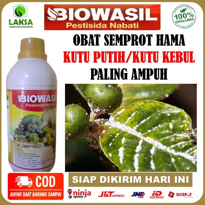 obat hama atasi kutu putih/kutu kebul - Biowasil pestisida nabati ampuh atasi hama kutu putih