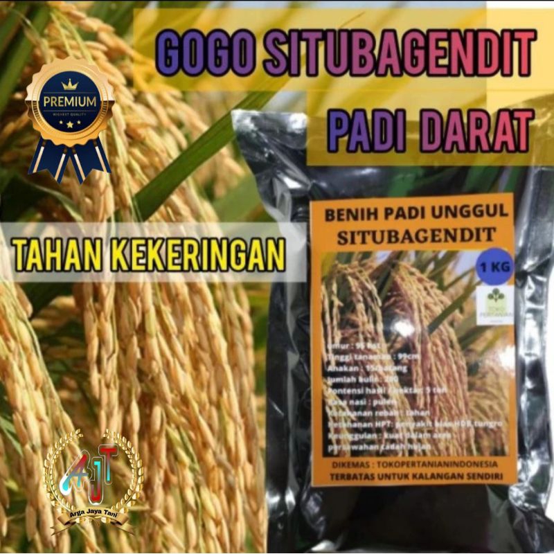 BENIH PADI GOGO SITUBAGENDIT BIBIT PADI DARAT BERKUALITAS 10KG