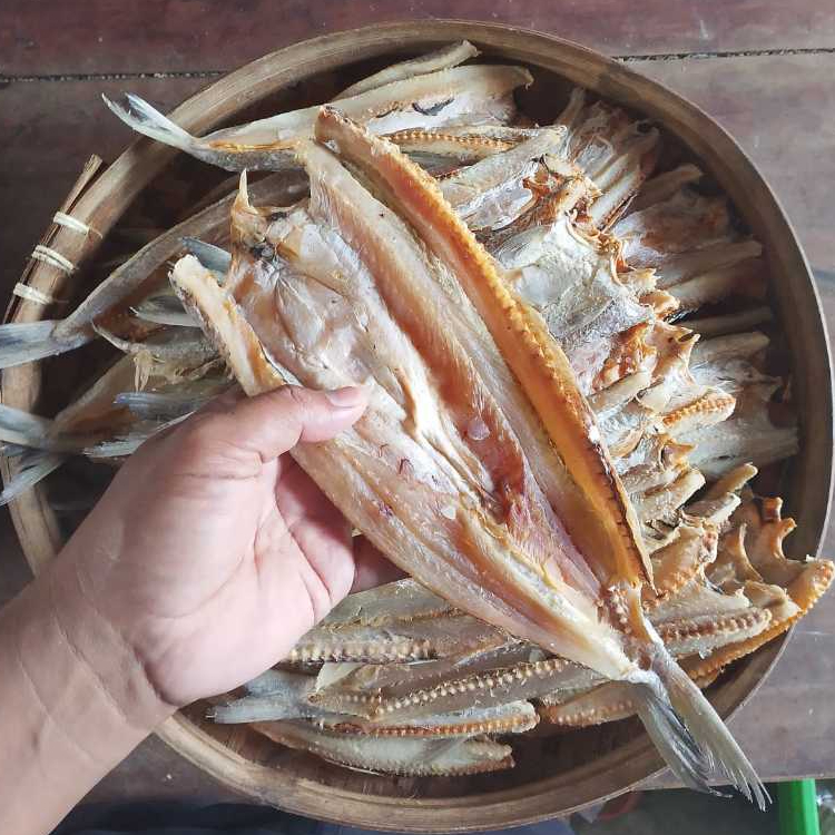 

Ikan asin gabus laut - bloso - balak - palu palu - jenggalak