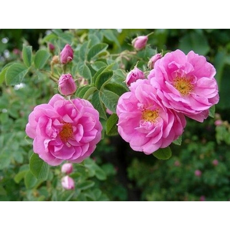 semi induk mawar damascena (flash sale )