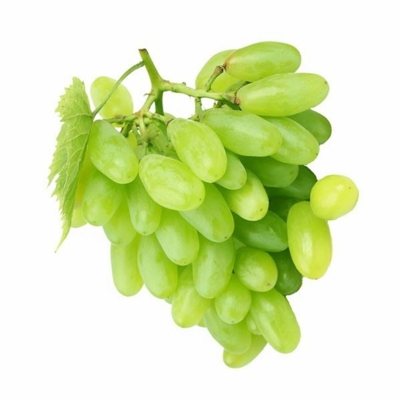 

BIBIT ANGGUR HIJAU TAMPA BIJI HASIL OKULASI/GRAFTING SIAP BERBUAH