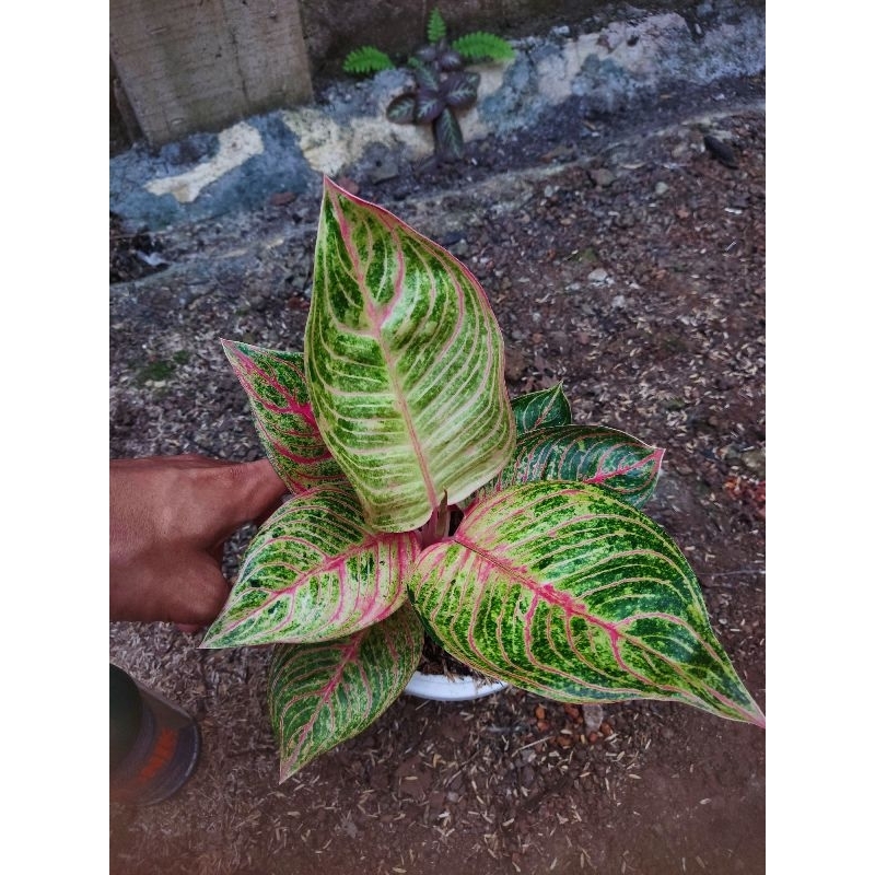 Aglonema hugges merah tanian lokal