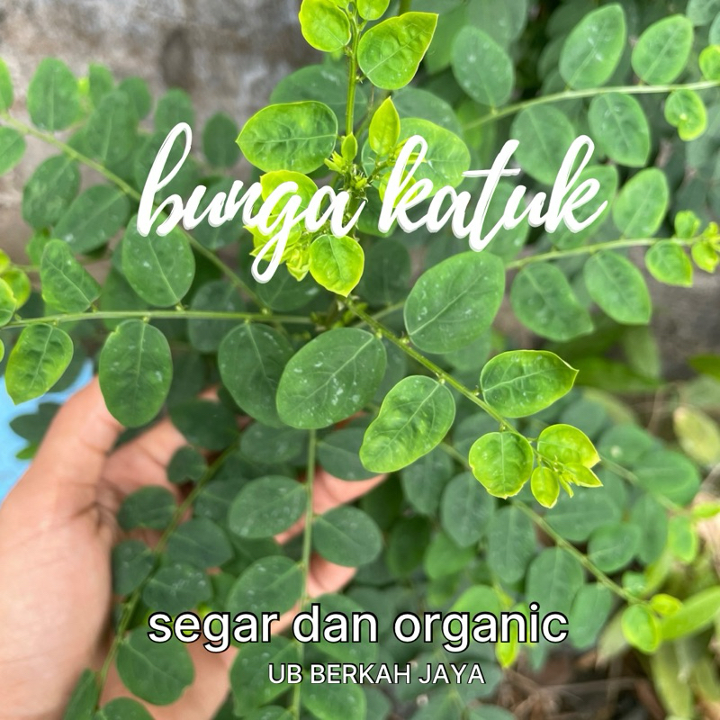 

Daun katuk organic Termurah 100 gr