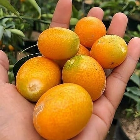 BIBIT BUAH JERUK NAGAMI SUDAH BERBUAH