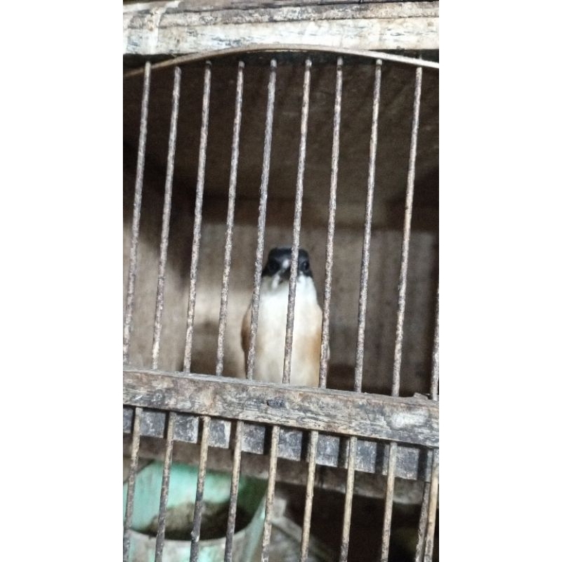 pentet jatim no blangkon