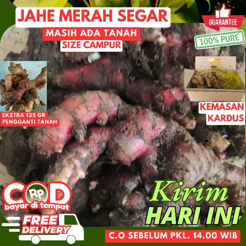 

JAHE MERAH SEGAR 1Kg, SUPER (Sudah Tua), MASIH ADA TANAH + EKTRA GANTI TANAH (Size Campur)