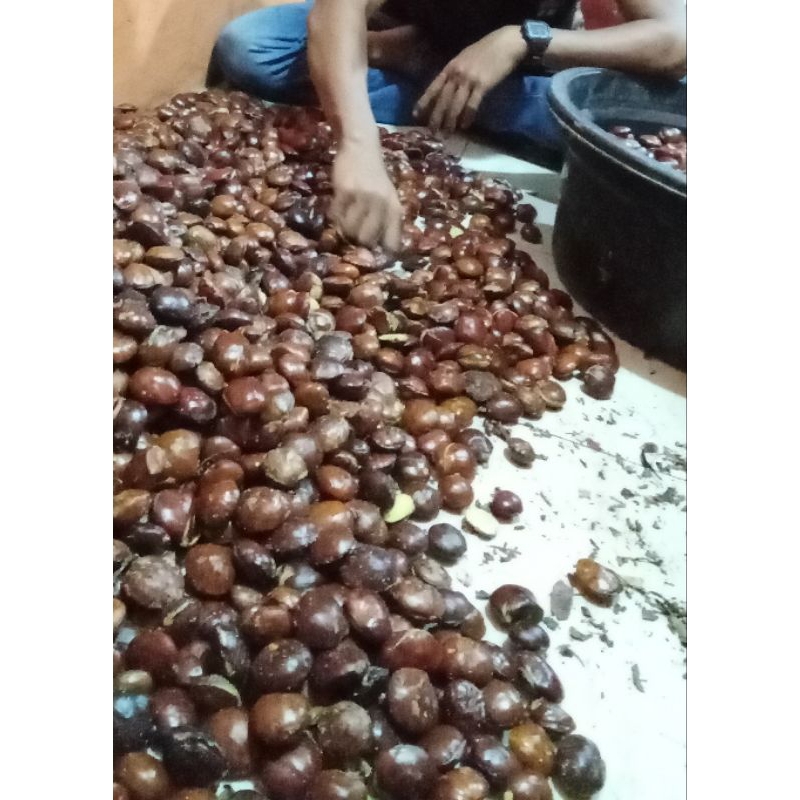 

JENGKOL TUA SUPER FULL SORTIL 1KG /JENGKOL TUA MURAH/JENGKOL TUA SUPER